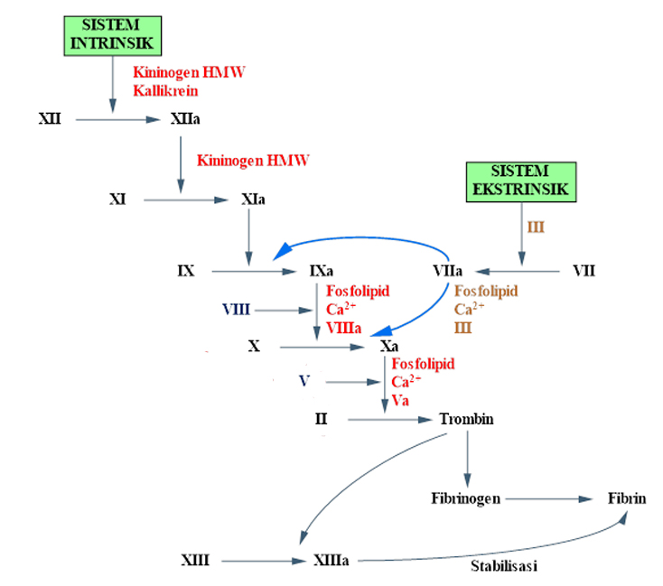Detail Gambar Mekanisme Pembekuan Darah Nomer 21