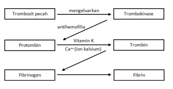 Detail Gambar Mekanisme Pembekuan Darah Nomer 24