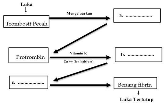 Detail Gambar Mekanisme Pembekuan Darah Nomer 25