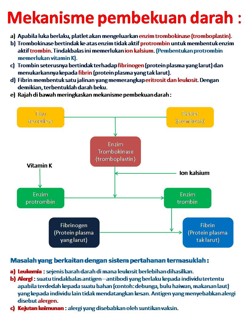 Detail Gambar Mekanisme Pembekuan Darah Nomer 26