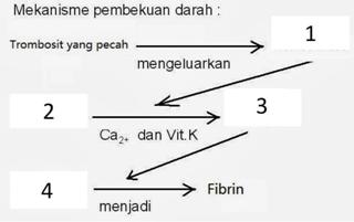 Detail Gambar Mekanisme Pembekuan Darah Nomer 3