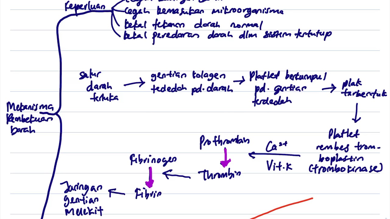 Detail Gambar Mekanisme Pembekuan Darah Nomer 27