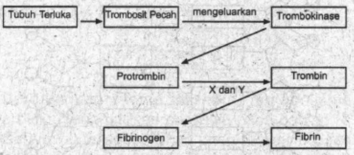 Detail Gambar Mekanisme Pembekuan Darah Nomer 32