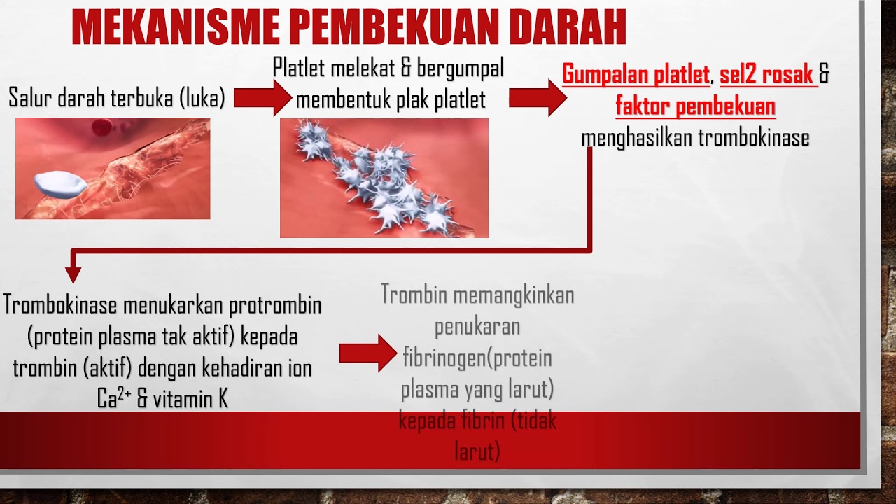 Detail Gambar Mekanisme Pembekuan Darah Nomer 34