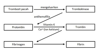 Detail Gambar Mekanisme Pembekuan Darah Nomer 4