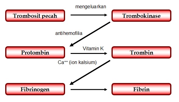 Detail Gambar Mekanisme Pembekuan Darah Nomer 39