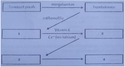 Detail Gambar Mekanisme Pembekuan Darah Nomer 44