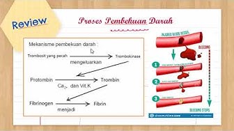 Detail Gambar Mekanisme Pembekuan Darah Nomer 48