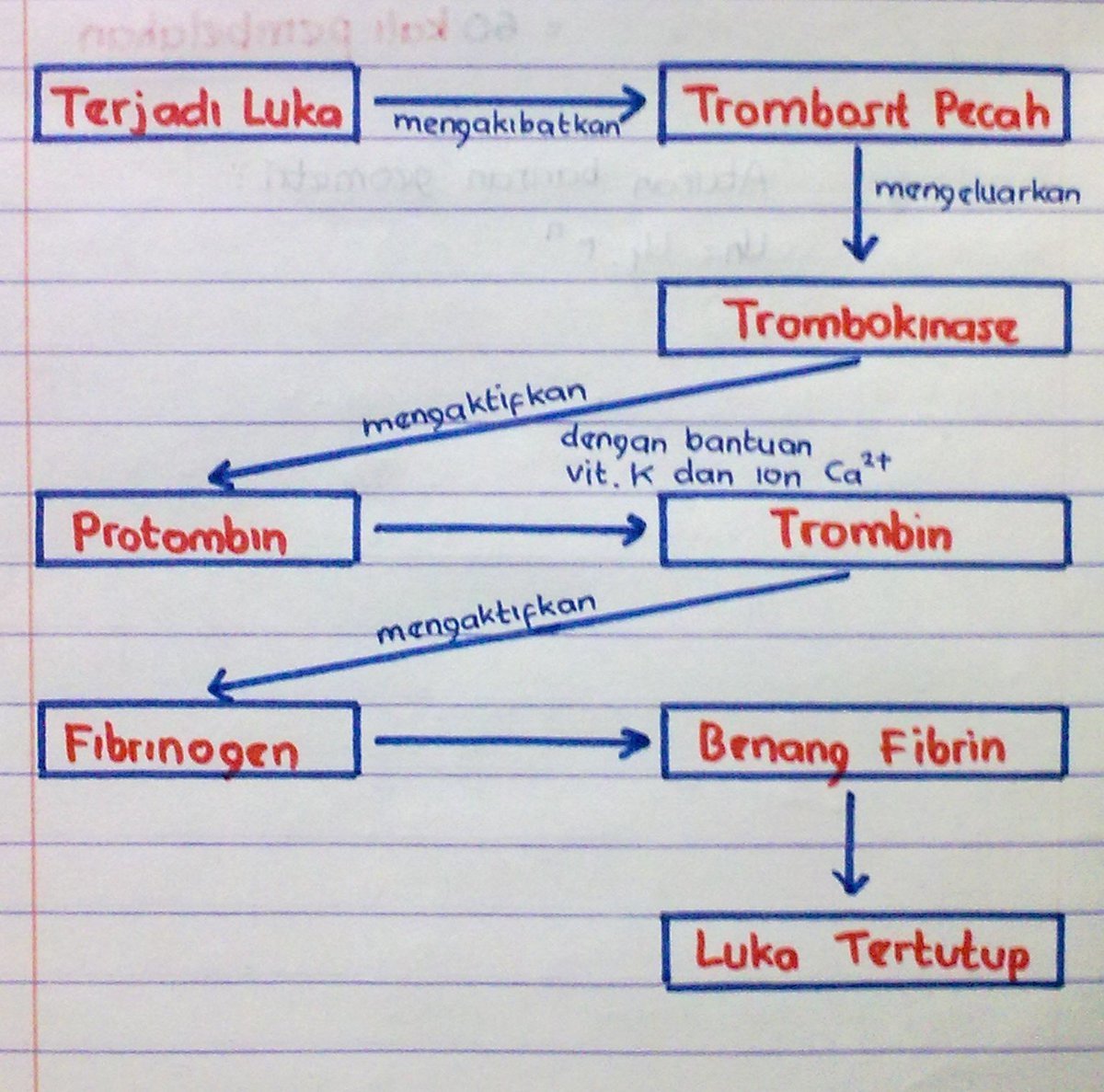 Detail Gambar Mekanisme Pembekuan Darah Nomer 6