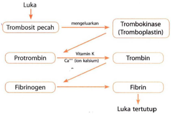 Detail Gambar Mekanisme Pembekuan Darah Nomer 8