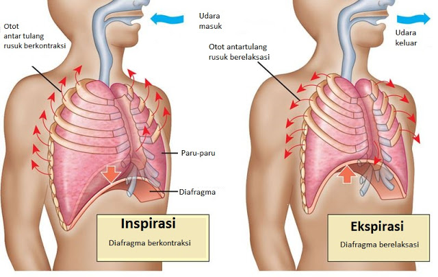 Detail Gambar Mekanisme Pernapasan Nomer 19