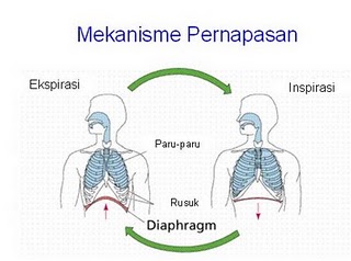 Detail Gambar Mekanisme Pernapasan Nomer 32