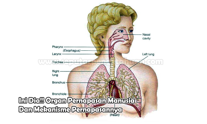 Detail Gambar Mekanisme Pernapasan Nomer 33