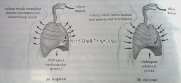 Detail Gambar Mekanisme Pernapasan Nomer 40