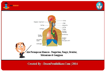 Detail Gambar Mekanisme Pernapasan Nomer 43