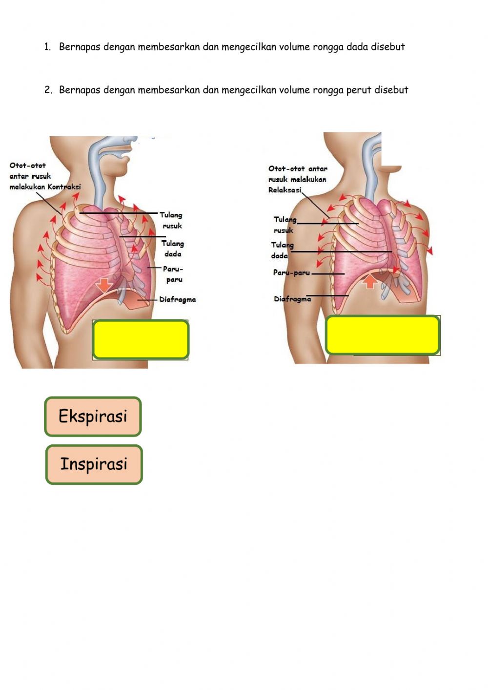 Detail Gambar Mekanisme Pernapasan Nomer 44