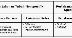 Detail Gambar Mekanisme Pertahanan Tubuh Non Spesifik Nomer 18