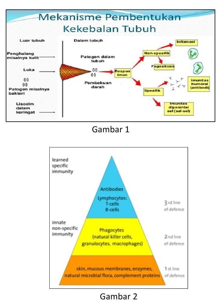 Detail Gambar Mekanisme Pertahanan Tubuh Non Spesifik Nomer 8