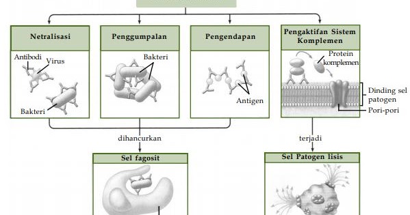 Detail Gambar Mekanisme Pertahanan Tubuh Spesifik Nomer 13