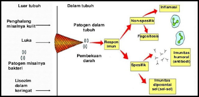 Detail Gambar Mekanisme Pertahanan Tubuh Spesifik Nomer 17