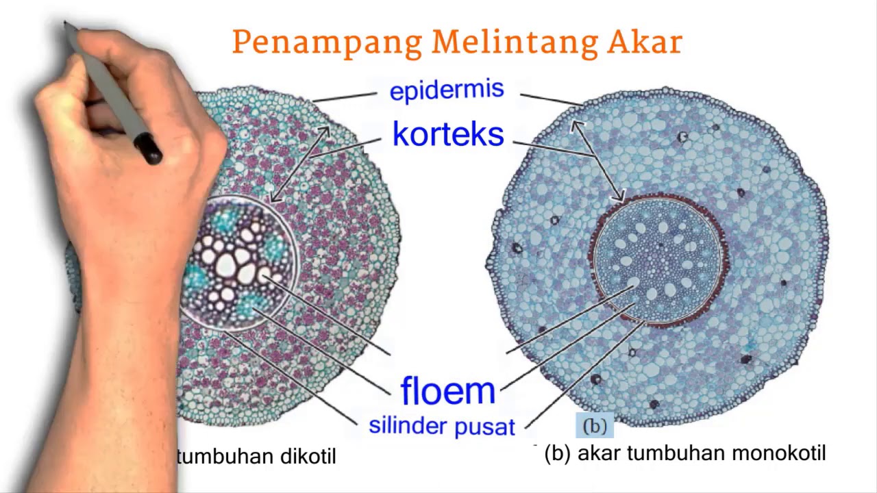 Detail Gambar Melintang Batang Nomer 23