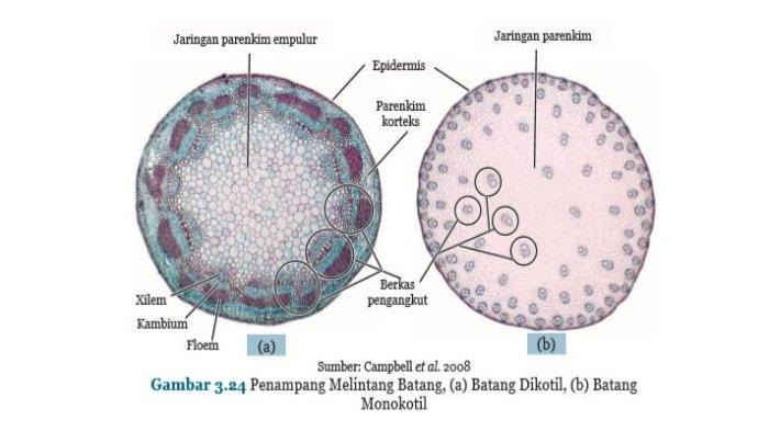 Detail Gambar Melintang Batang Nomer 5