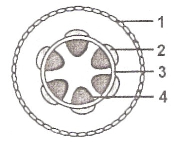 Detail Gambar Melintang Batang Nomer 8