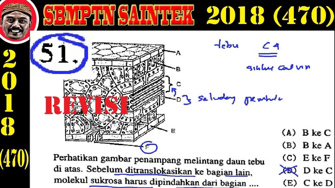 Detail Gambar Melintang Daun Nomer 36