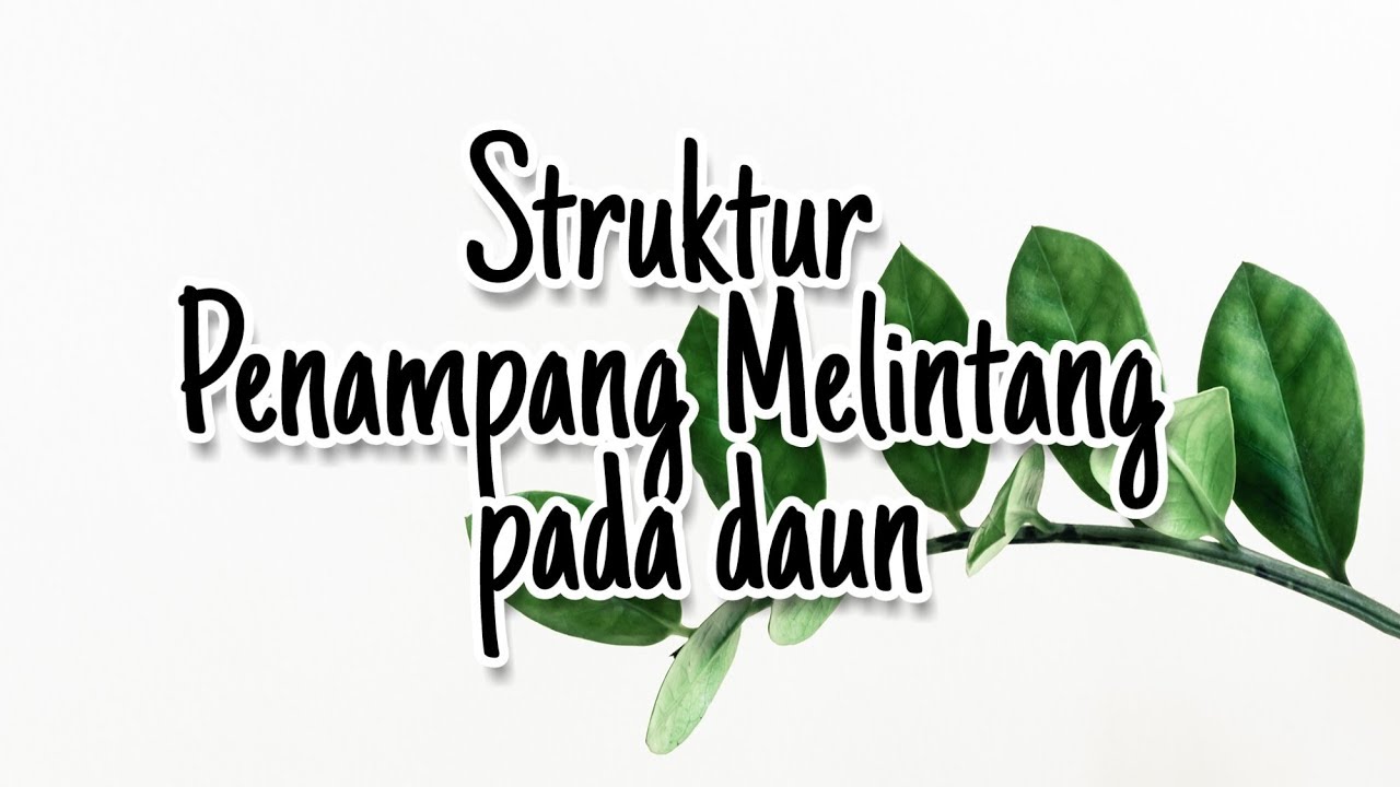 Detail Gambar Melintang Daun Nomer 39