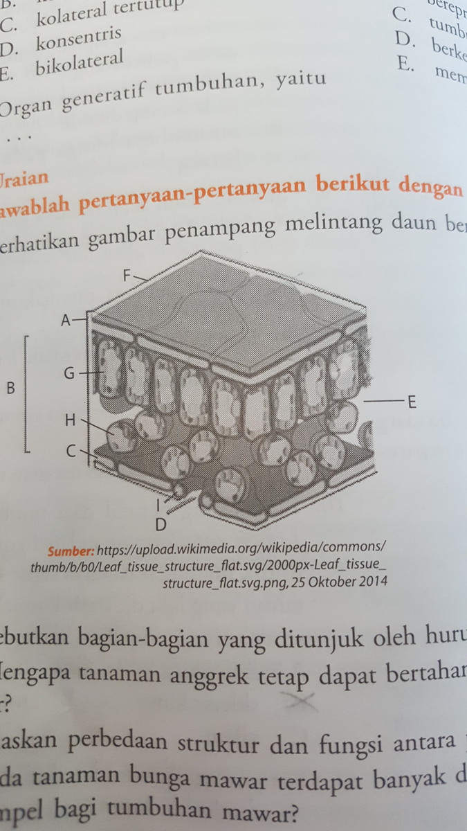 Detail Gambar Melintang Daun Nomer 49