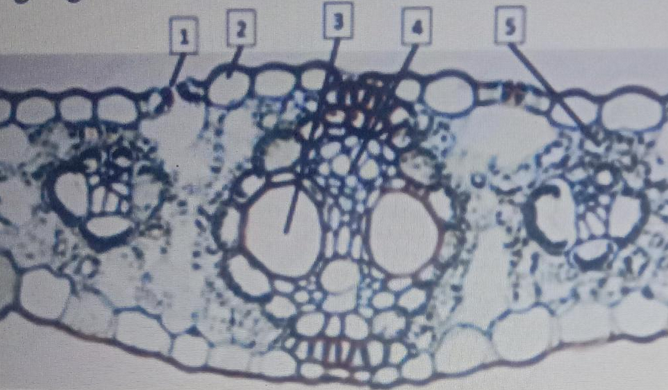 Detail Gambar Melintang Daun Nomer 52