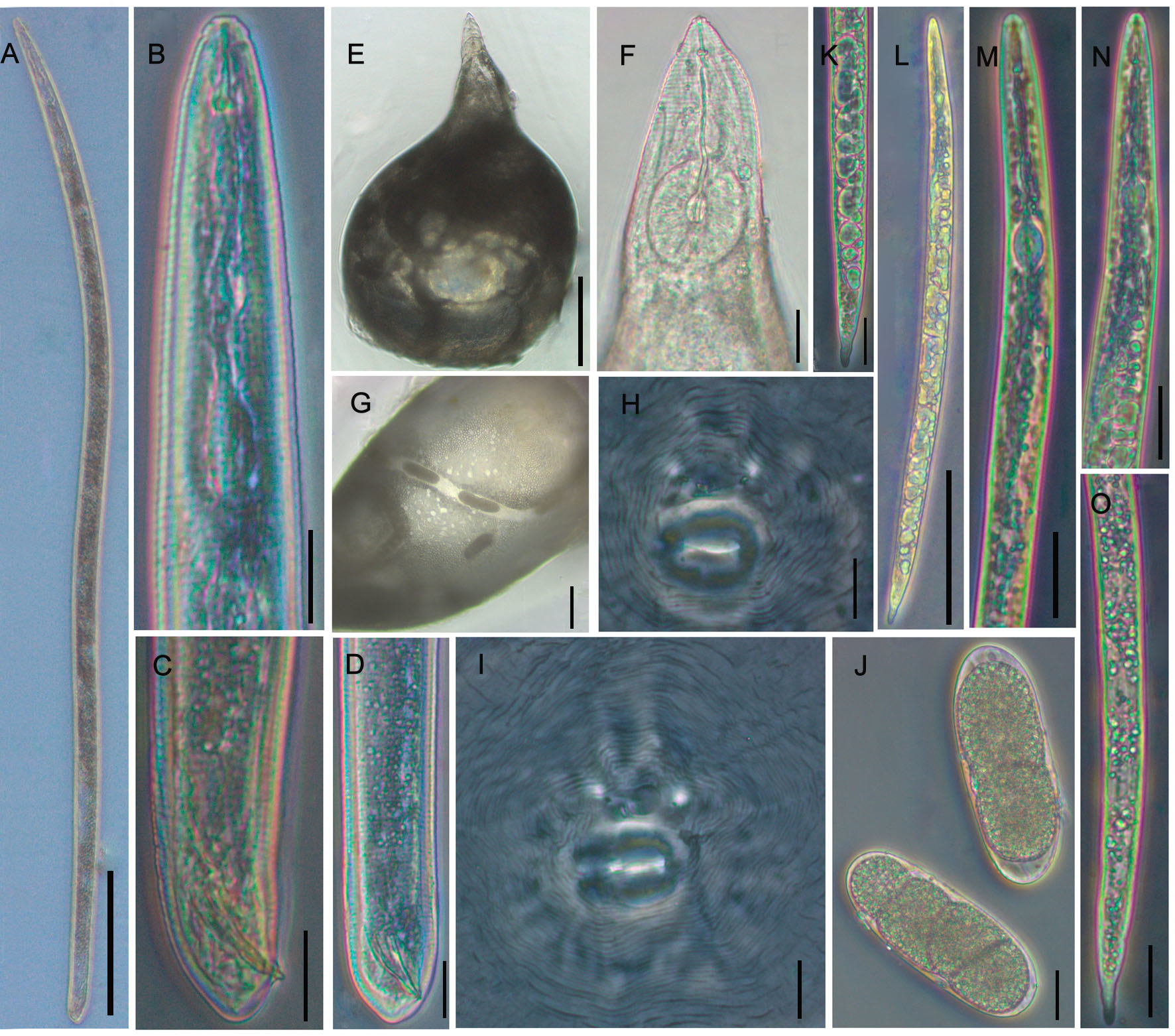 Detail Gambar Meloidogyne Sp Nomer 25