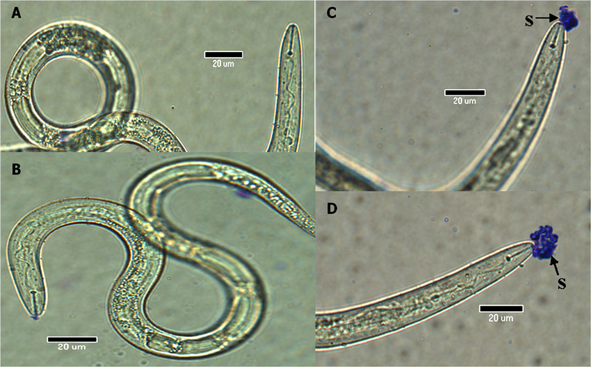 Detail Gambar Meloidogyne Sp Nomer 34