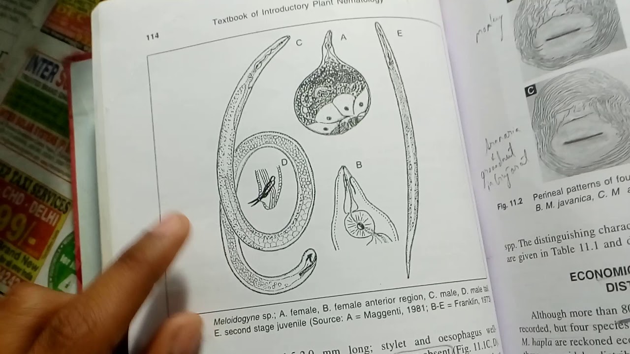 Detail Gambar Meloidogyne Sp Nomer 35