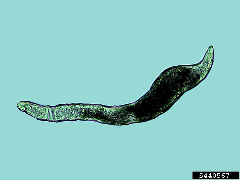 Detail Gambar Meloidogyne Sp Nomer 45