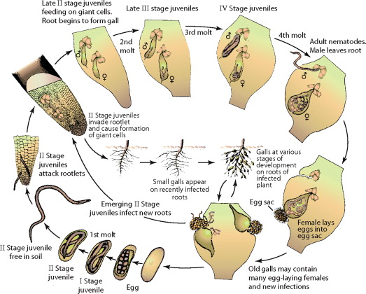 Detail Gambar Meloidogyne Sp Nomer 46