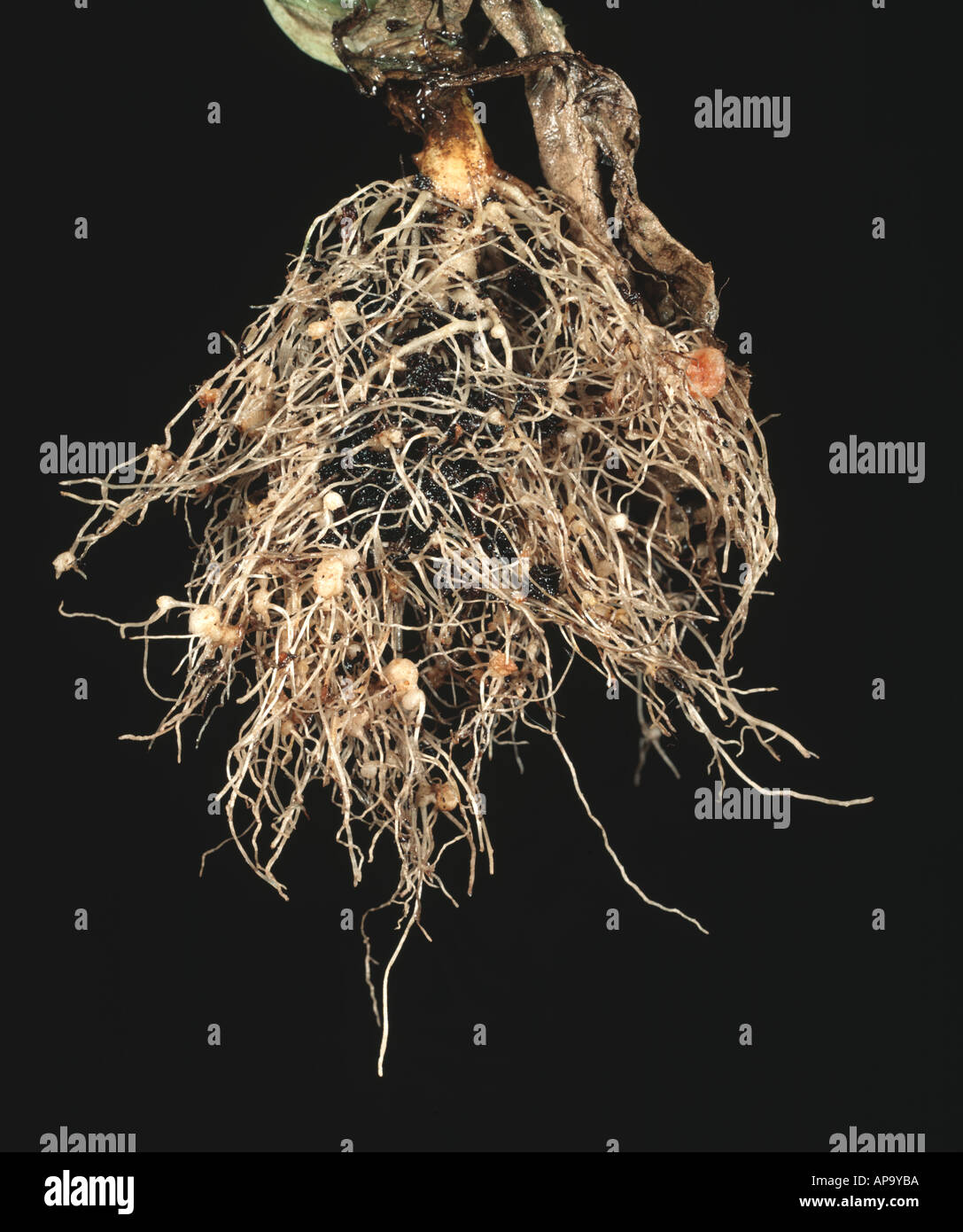 Detail Gambar Meloidogyne Sp Nomer 47