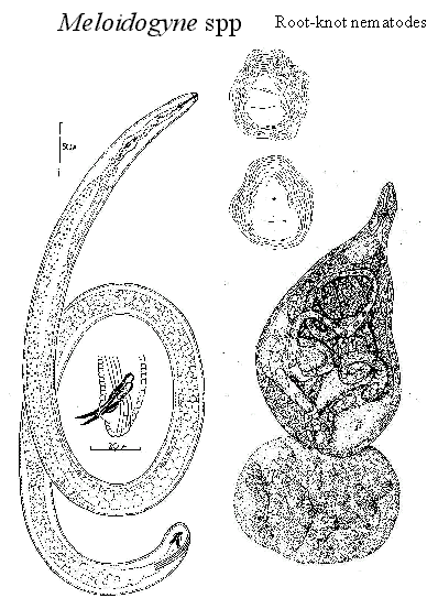 Detail Gambar Meloidogyne Sp Nomer 53