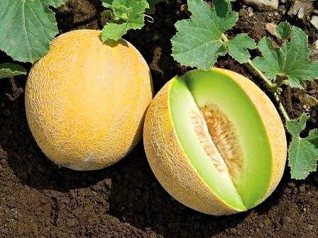 Detail Gambar Melon Kuning Nomer 13