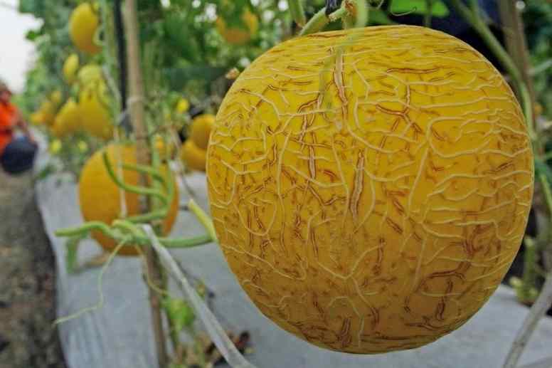 Detail Gambar Melon Kuning Nomer 16
