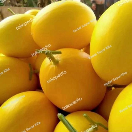 Detail Gambar Melon Kuning Nomer 24