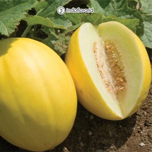 Download Gambar Melon Kuning Nomer 28