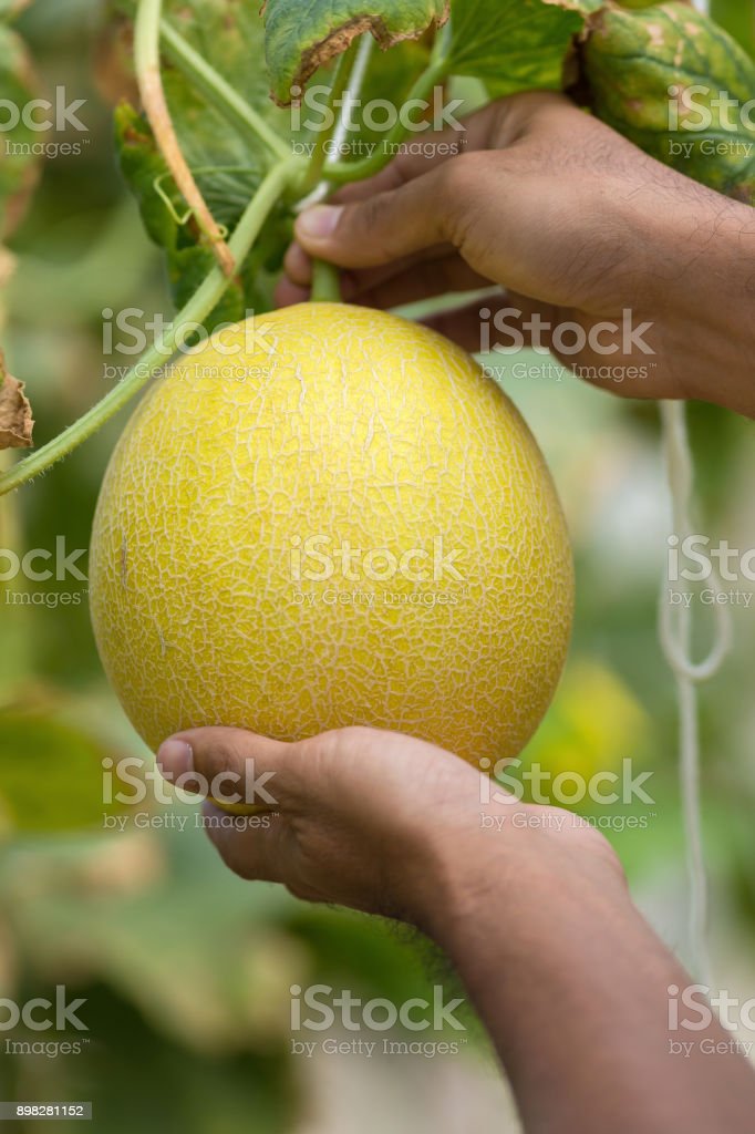 Detail Gambar Melon Kuning Nomer 42