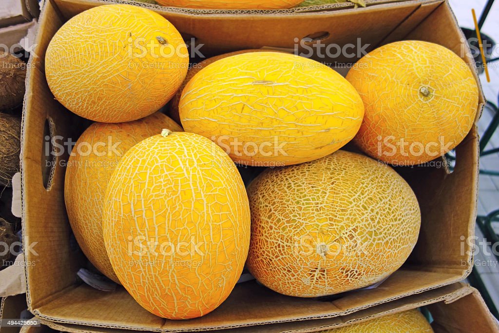 Detail Gambar Melon Kuning Nomer 43