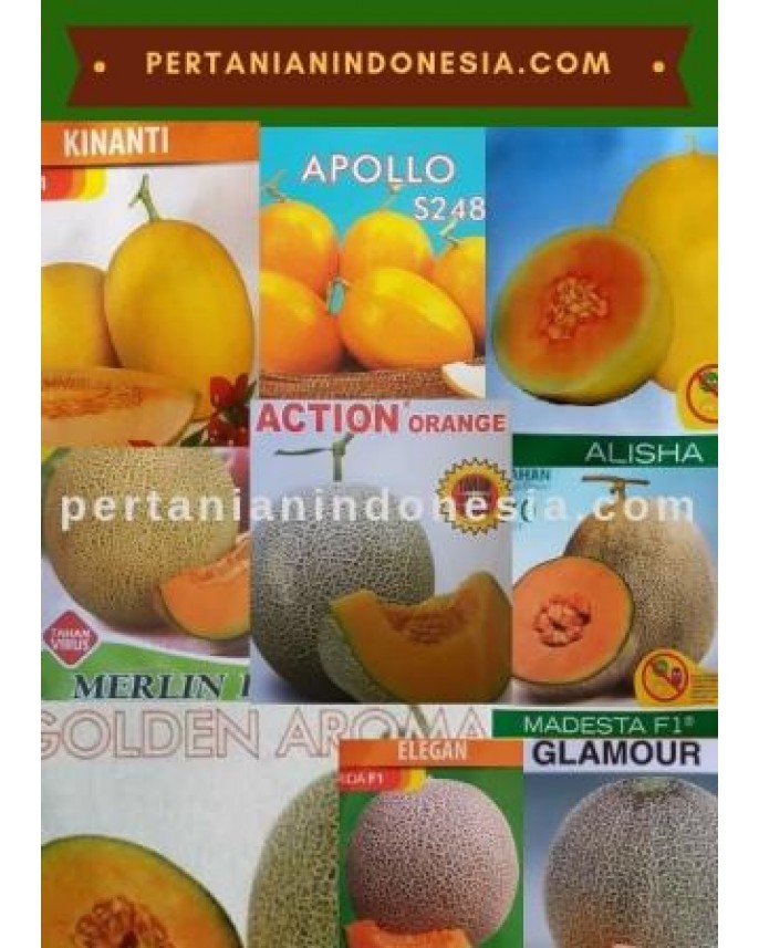 Detail Gambar Melon Kuning Nomer 48