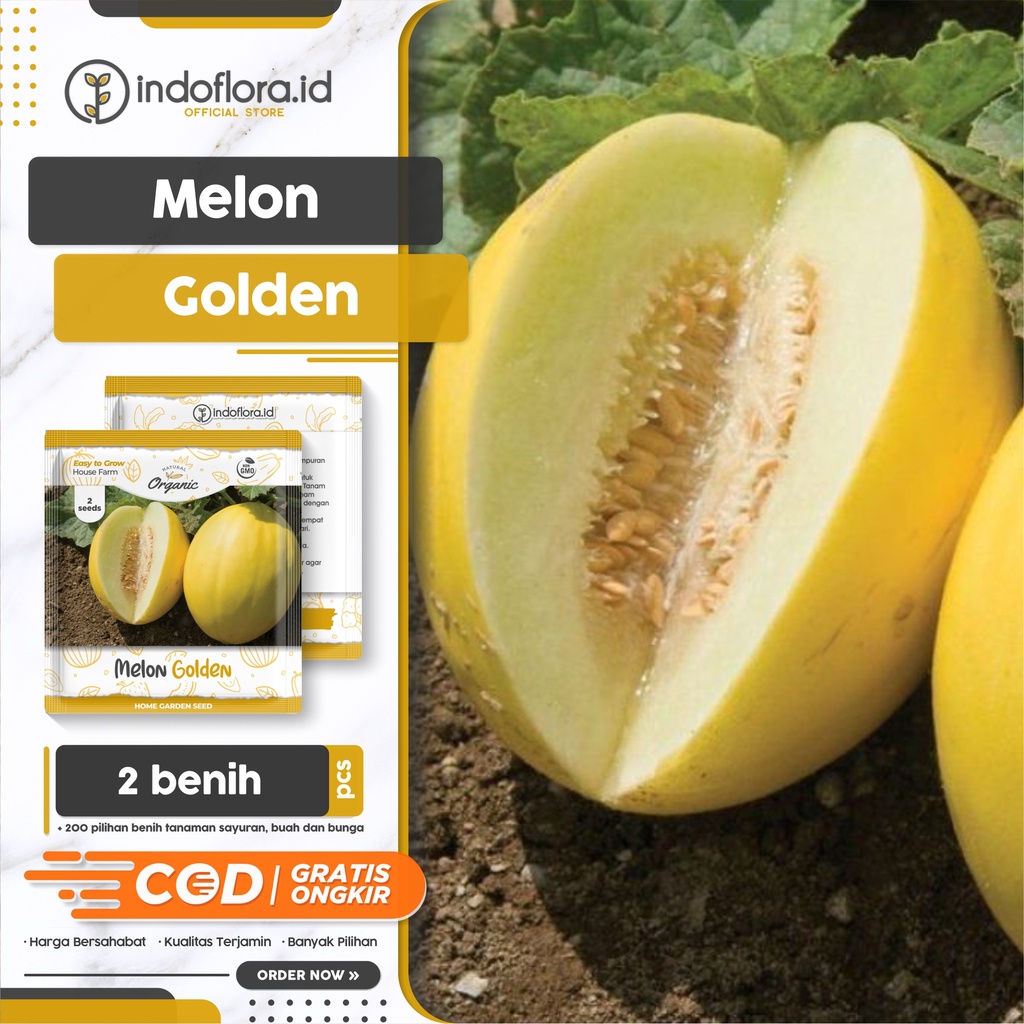 Detail Gambar Melon Kuning Nomer 56