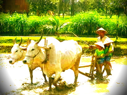 Detail Gambar Membajak Sawah Nomer 32