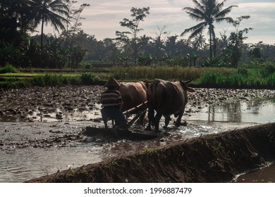 Detail Gambar Membajak Sawah Nomer 34