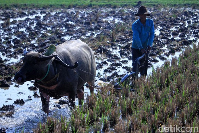 Detail Gambar Membajak Sawah Nomer 37