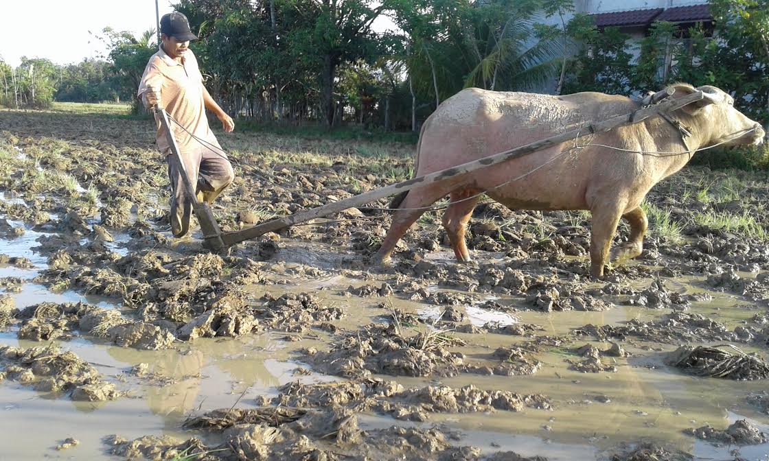 Detail Gambar Membajak Sawah Pakai Kerbau Nomer 11